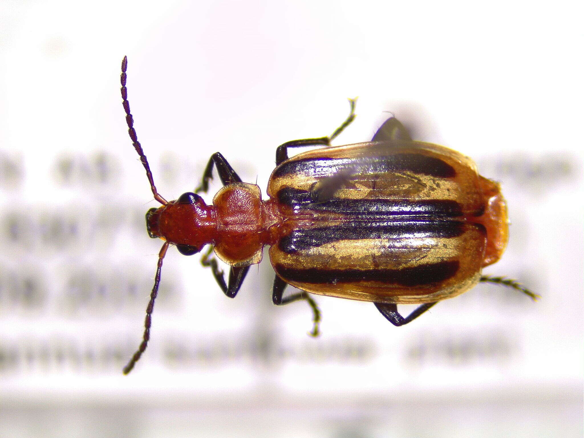 Image of Lebia (Lebia) vittata (Fabricius 1777)