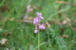 Image of Dactylorhiza hatagirea (D. Don) Soó