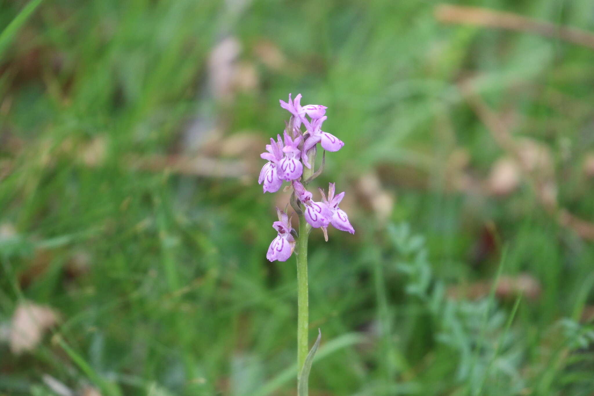 Image of Dactylorhiza hatagirea (D. Don) Soó