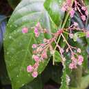 Image of Rockinghamia angustifolia (Benth.) Airy Shaw