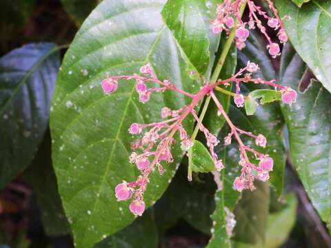 Image of Rockinghamia angustifolia (Benth.) Airy Shaw