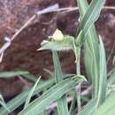 Image of Commelina modesta Oberm.