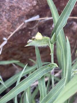 Image of Commelina modesta Oberm.