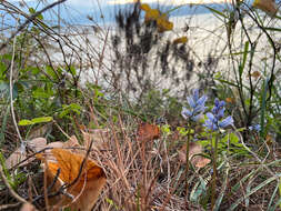 Imagem de Bellevalia hyacinthoides (Bertol.) K. Perss. & Wendelbo