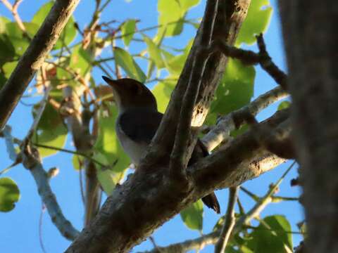 Image of Cuban Solitaire