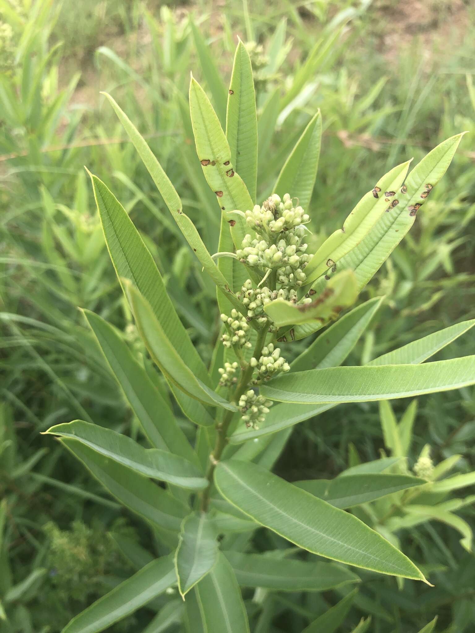 Image of Ozoroa barbertonensis E. Retief