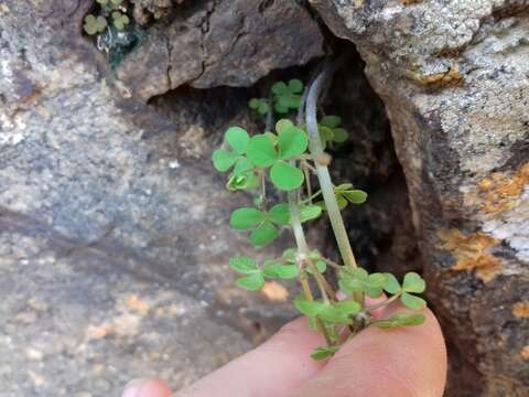 Imagem de Oxalis campylorhiza Salter