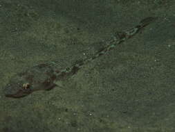 Image of California lizardfish