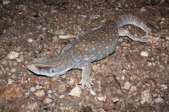 Image of Savannah Monitor