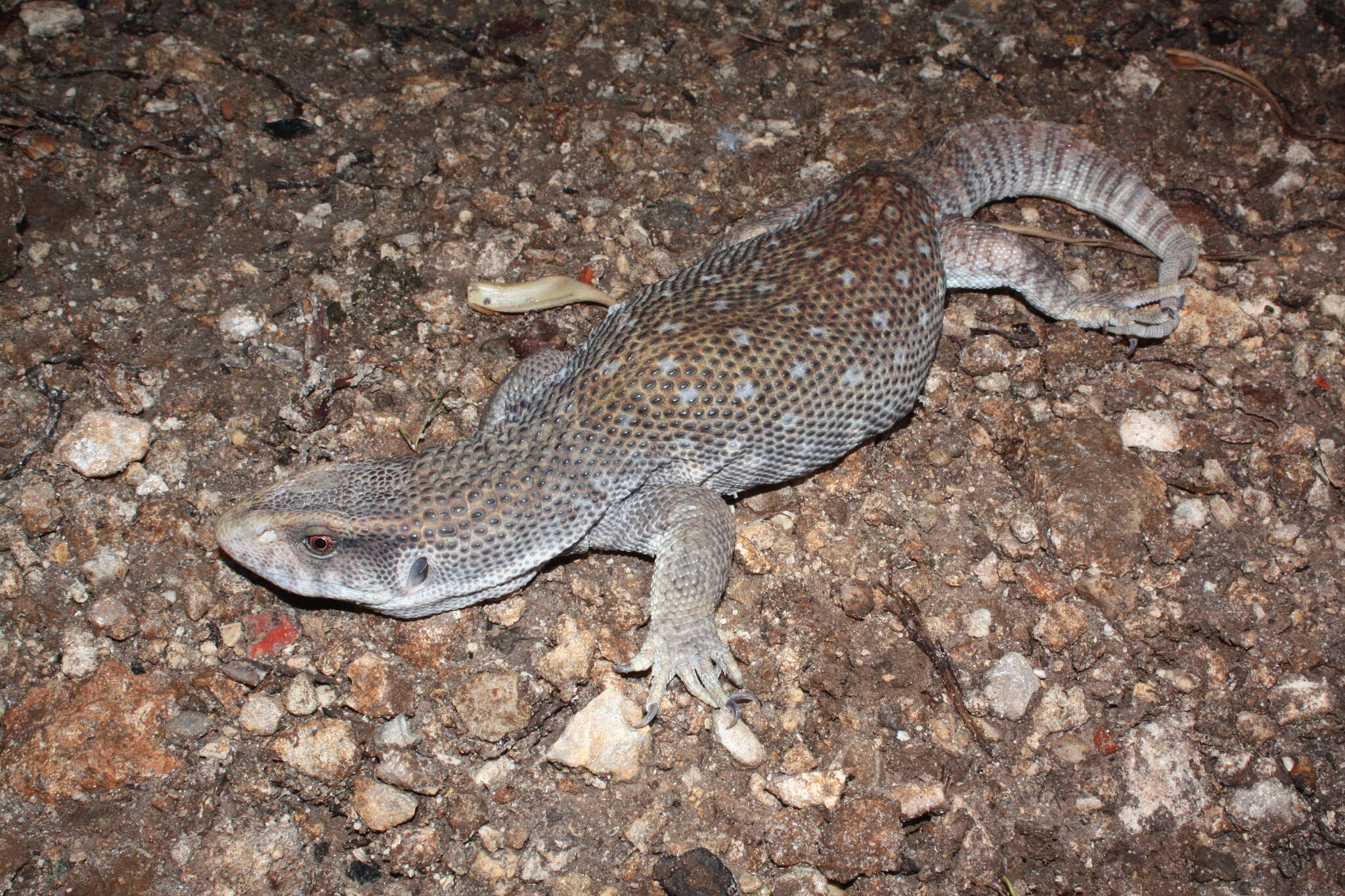 Image of Savannah Monitor