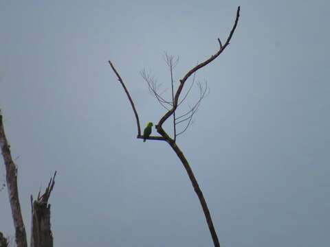 Image of Amazona auropalliata parvipes Monroe, Howell & TR 1966