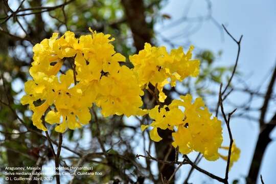 صورة Handroanthus chrysanthus (Jacq.) S. O. Grose