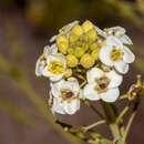 Plancia ëd Arabidella glaucescens E. A. Shaw