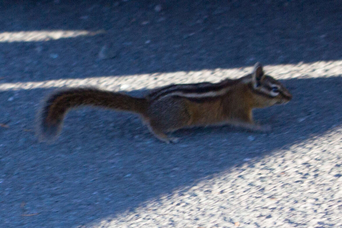 Image of Yellow-pine Chipmunk