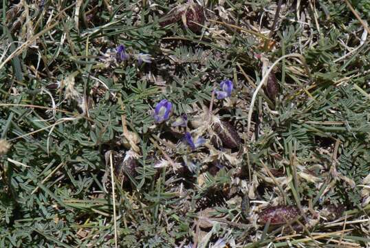 Image of Astragalus palenae (Phil) Reiche