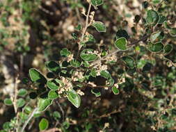 Image of Pomaderris paniculosa subsp. paniculosa