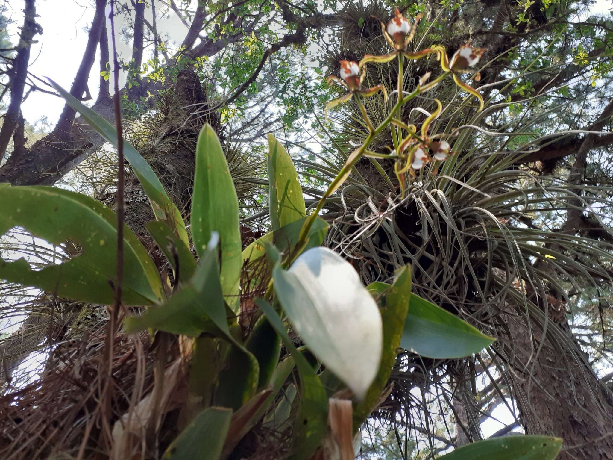 Image of Rhynchostele cordata (Lindl.) Soto Arenas & Salazar