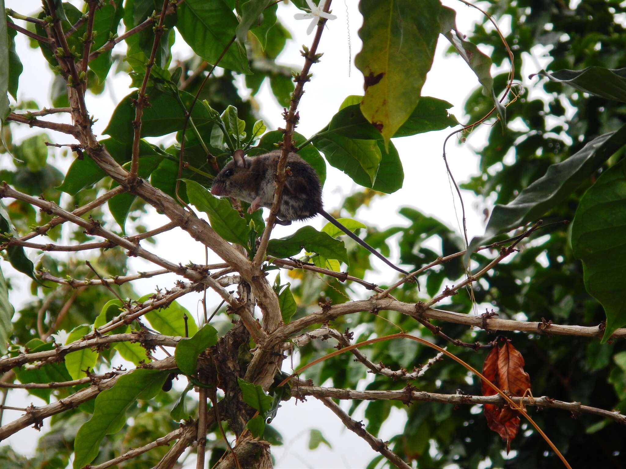 Imagem de Peromyscus gymnotis Thomas 1894