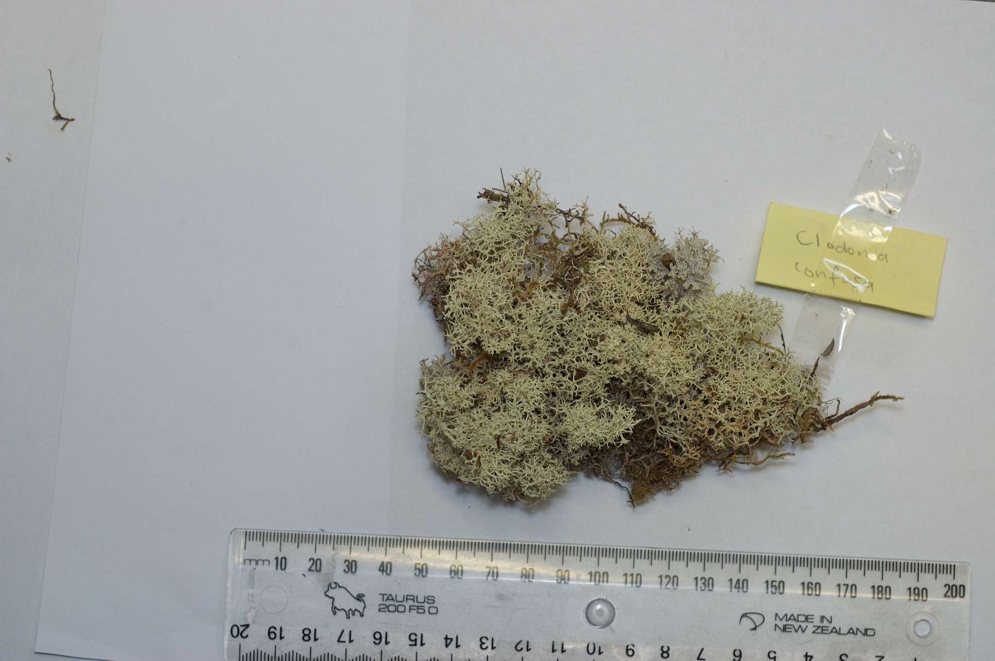 Image of Cladonia confusa R. Sant.