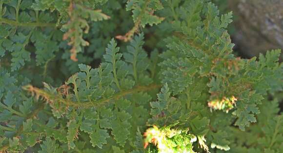 Image of Polystichum cystostegia (Hook.) Armstr.