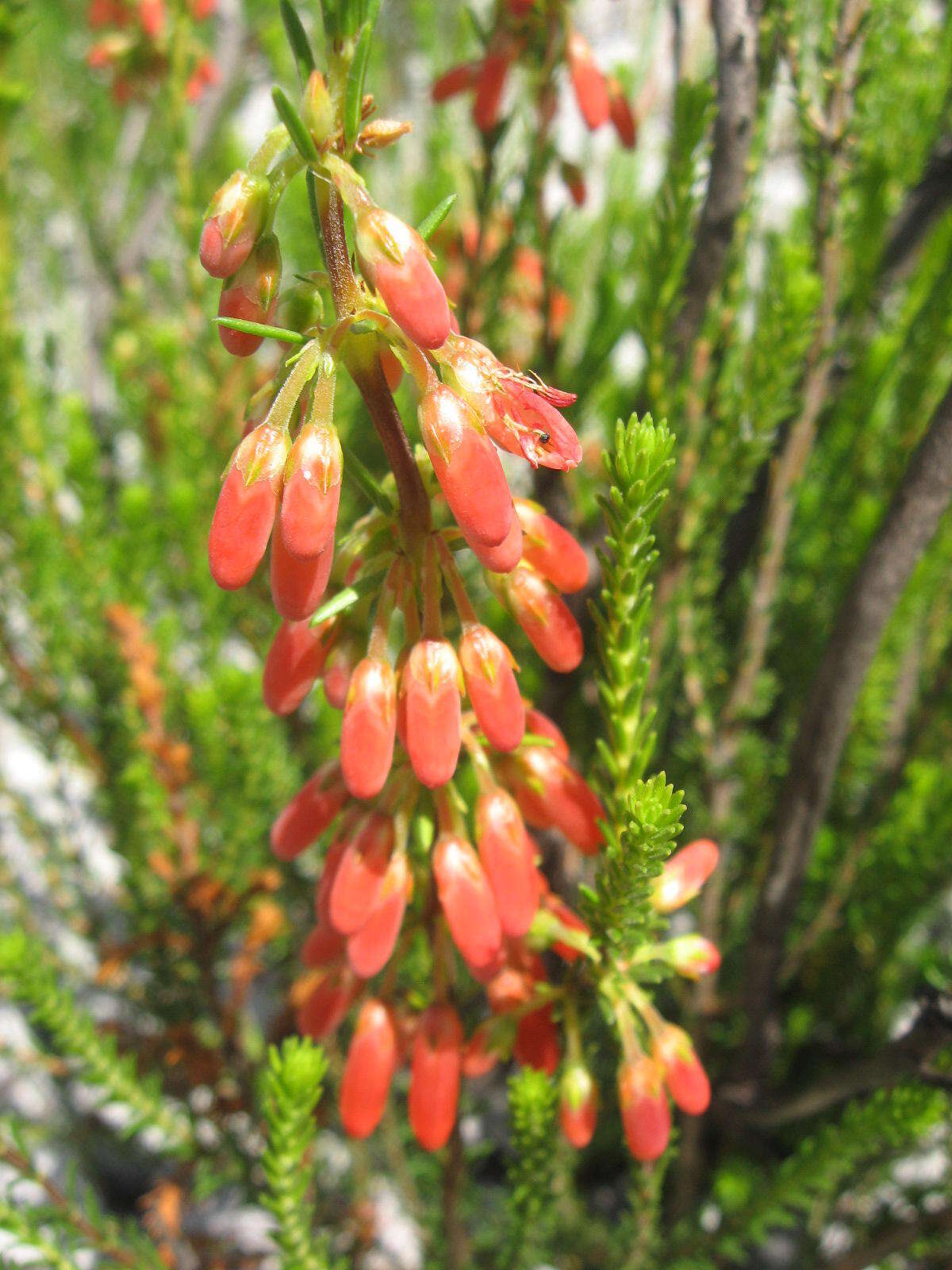 Image of nine-pin heath