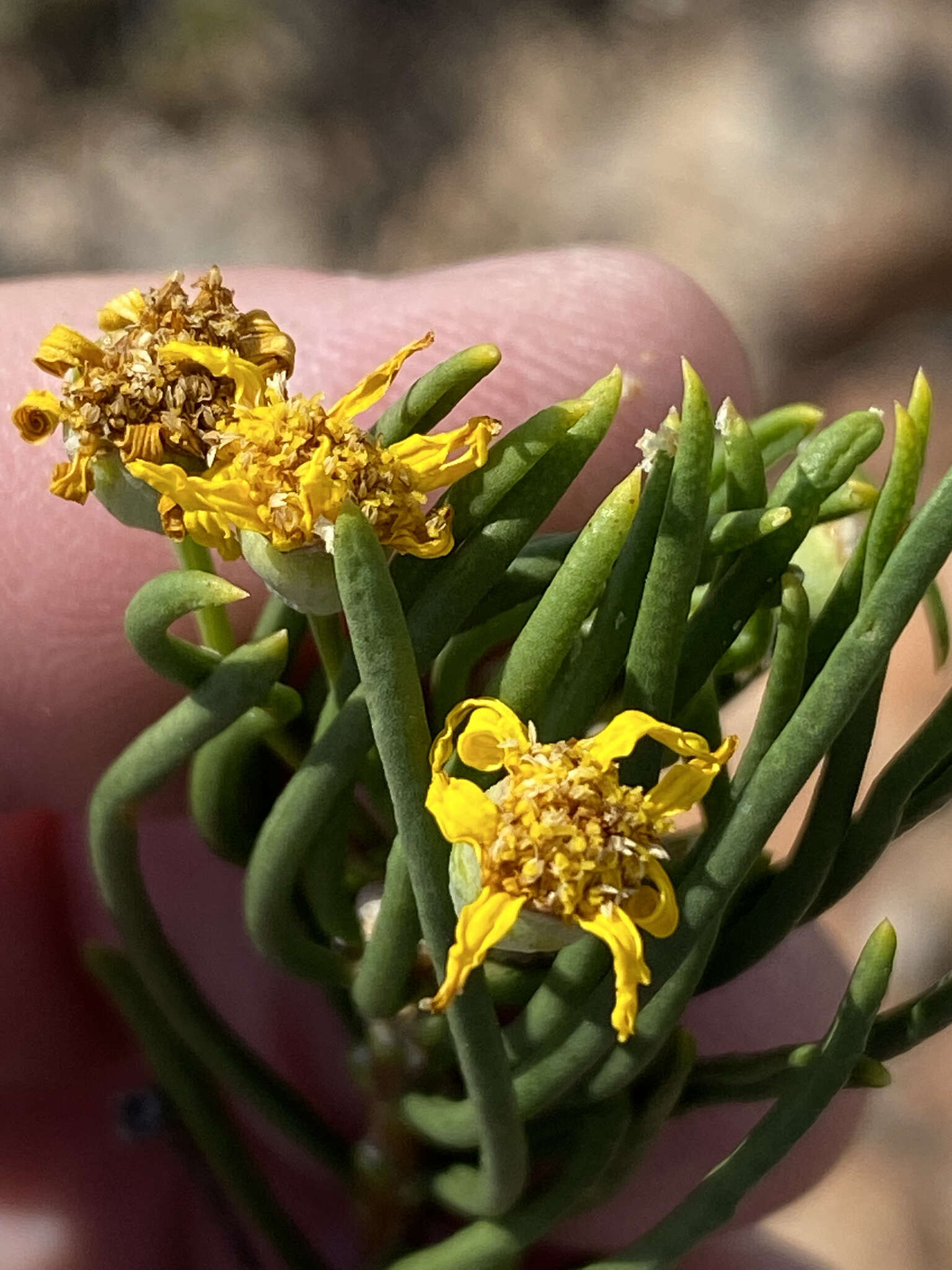 Image of Euryops brevipapposus M. D. Henderson