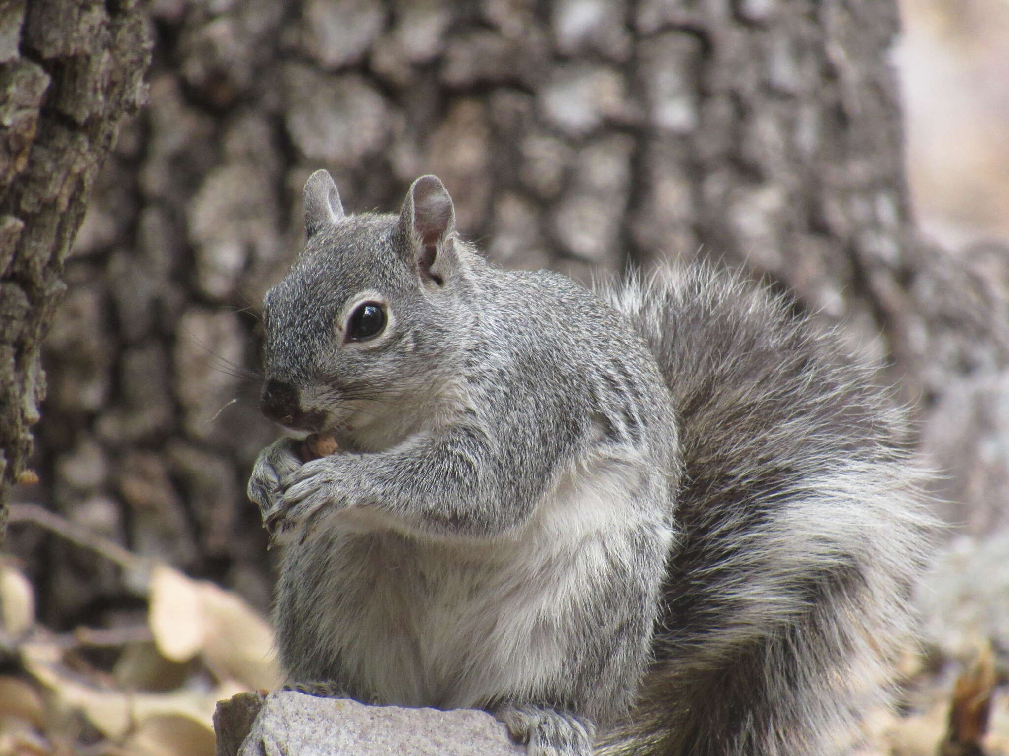 Image of Arizona Gray Squirrel