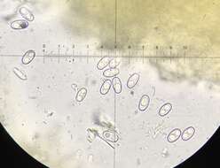 Image of Otidea subformicarum Olariaga, Van Vooren, Carbone & K. Hansen 2015