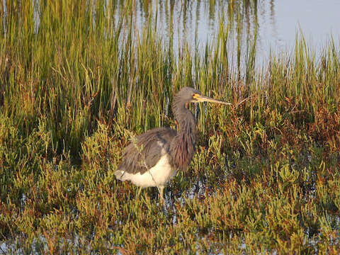 Image de Aigrette tricolore