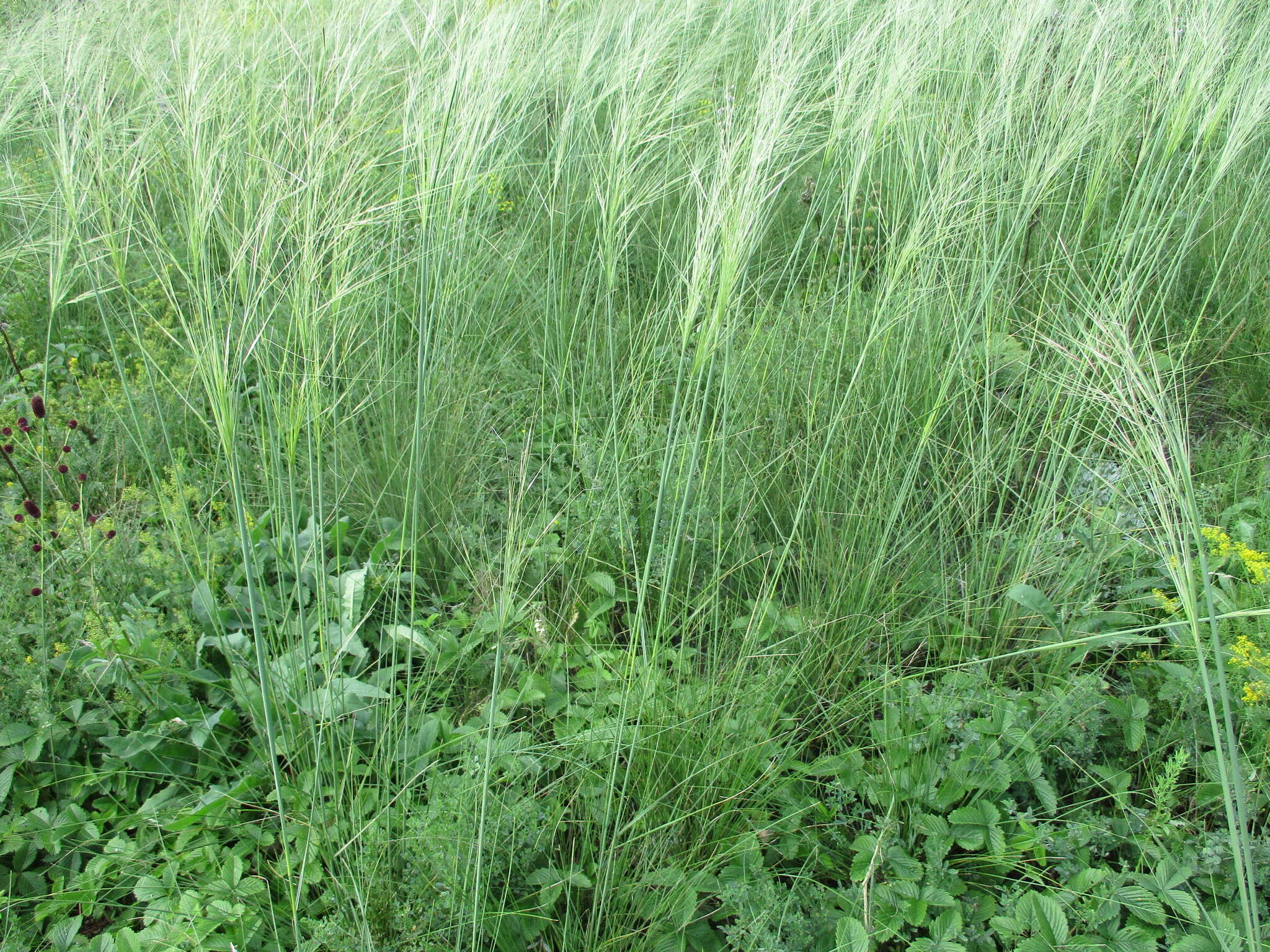 Imagem de Stipa capillata L.