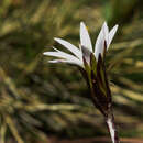 Chaptalia piloselloides (Vahl) Baker的圖片