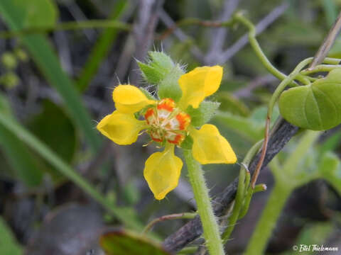 Image of Loasa mollensis Muñoz-Schick & Trenq.