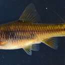 Image of Redtail barb