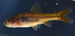 Image of Redtail barb