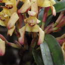 Image of Maxillaria embreei Dodson