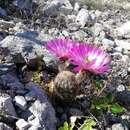 Image of Echinocereus scopulorum Britton & Rose