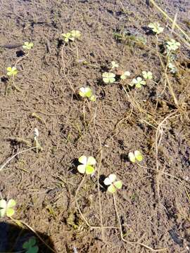 Image of hairy waterclover