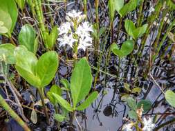 Image of bogbean