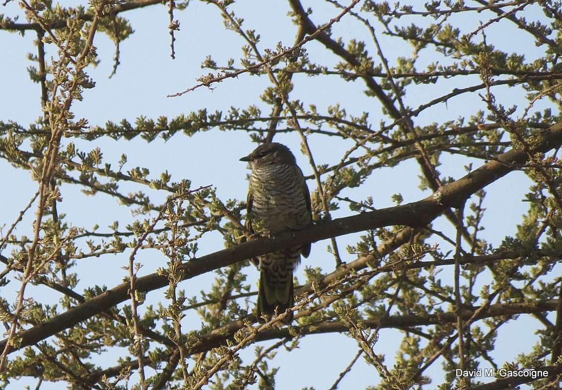 Image of Red-shouldered Cuckoo-shrike