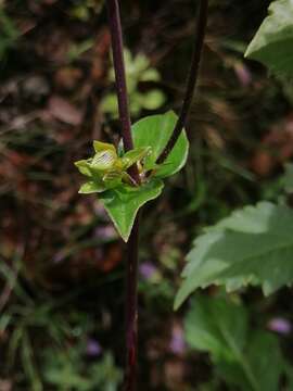 Image of Dahlia sorensenii H. V. Hansen & J. P. Hjerting