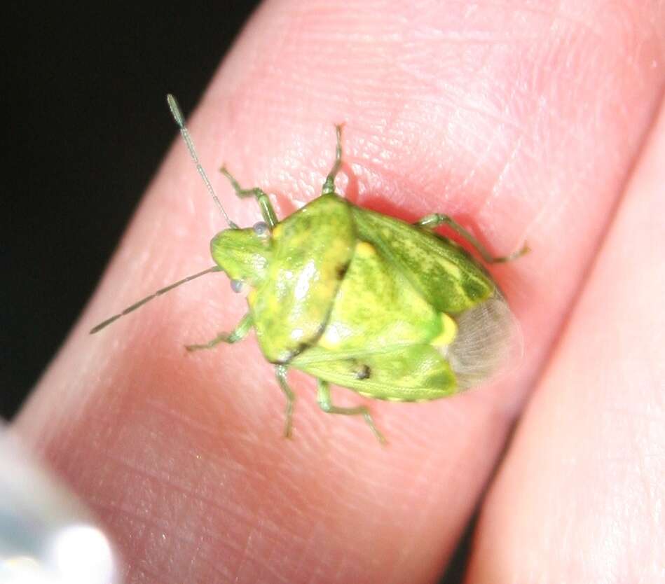 Image of Juniper Stink Bug