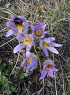 Image of Greater Pasque Flower