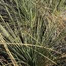 Image of Xanthorrhoea nana D. A. Herb.