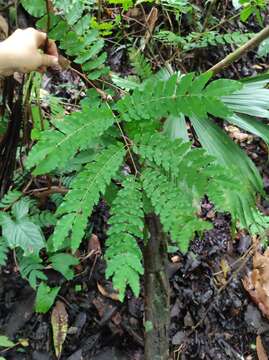 Image de Cojoba sophorocarpa (Benth. & Hook. fil.) Britton & Rose