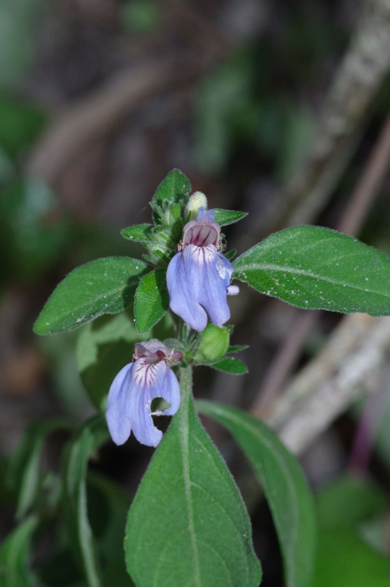 Image of Justicia petiolaris (Nees) T. Anders.