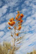 Image of Grevillea juncifolia Hook.