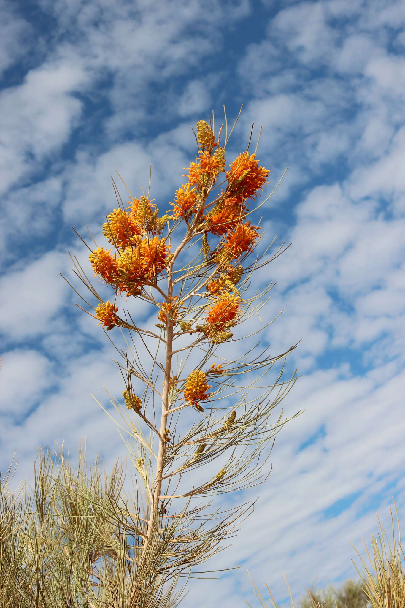 Image of Grevillea juncifolia Hook.