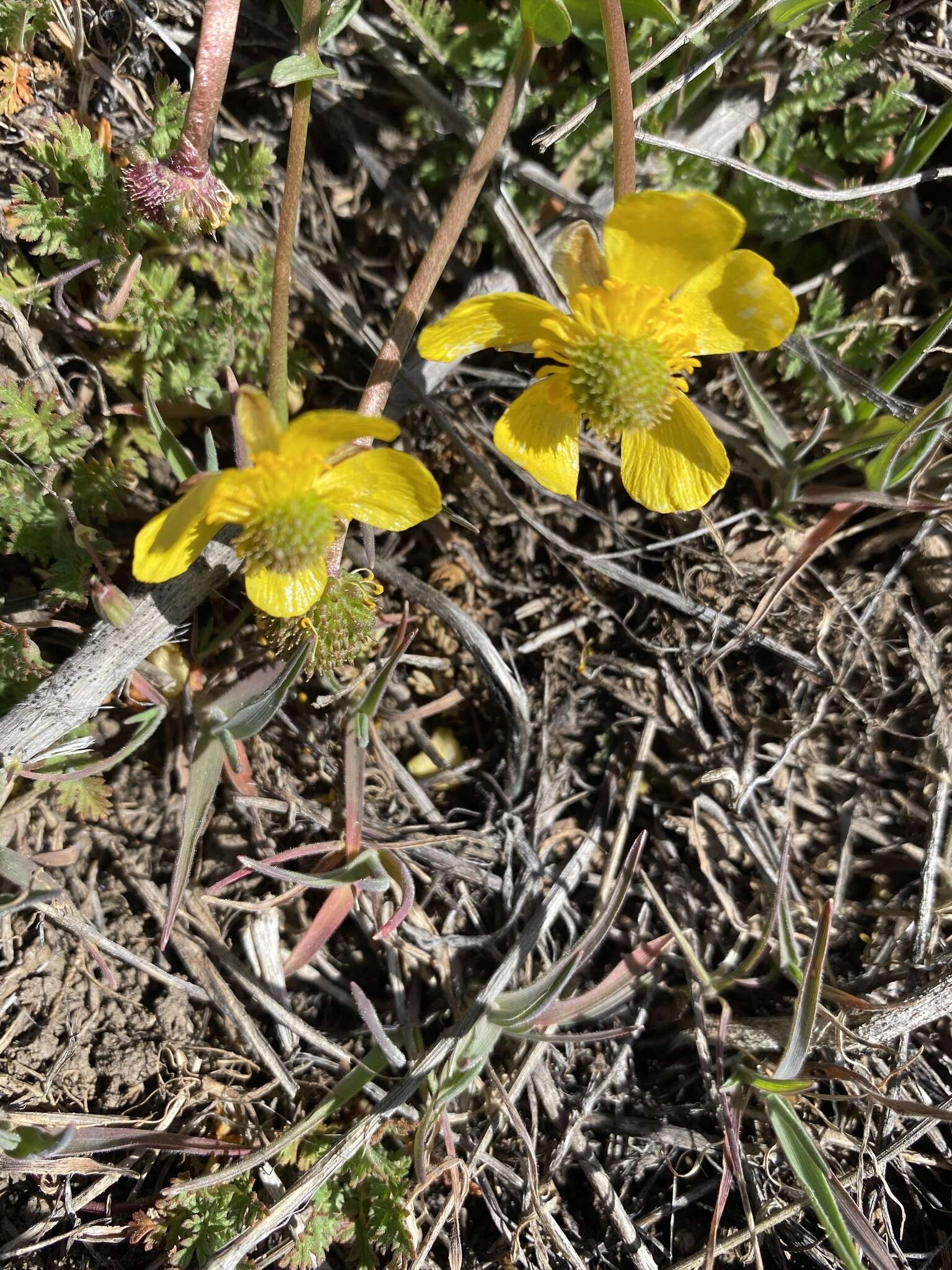 صورة Ranunculus glaberrimus var. ellipticus (Greene) Greene