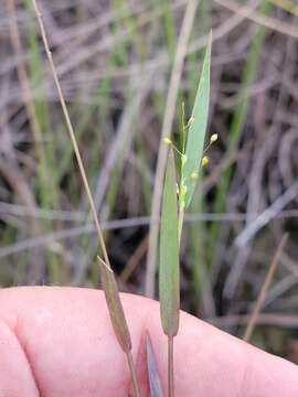 Imagem de Panicum dichotomum L.