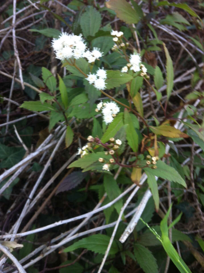 Image of sticky snakeroot